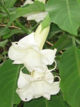 BRUGMANSIA Candida White
