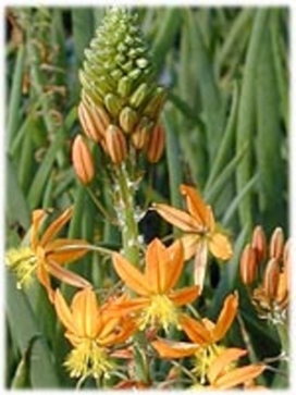 BULBINE frutescens Hallmark
