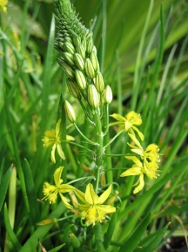 BULBINE frutescens Yellow Rocket