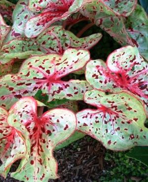 CALADIUM - Miss Muffet