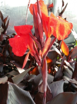 CANNA Australia