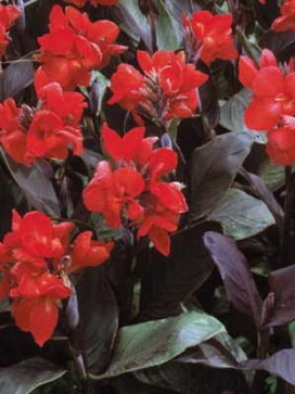CANNA Cannova Bronze Scarlet