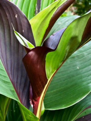 CANNA Cleopatra