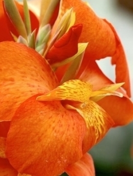 CANNA Cannova Orange Shades