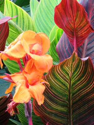 CANNA Durban