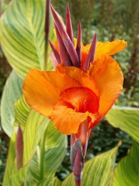 CANNA Pretoria