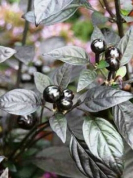 CAPSICUM Black Pearl