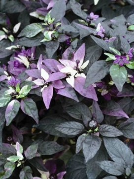 CAPSICUM Purple Flash
