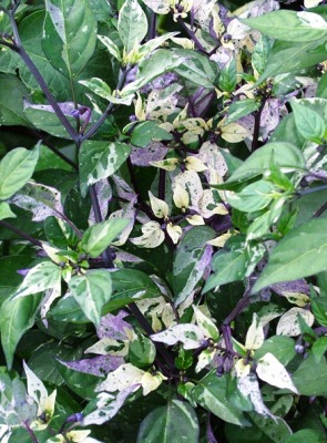 CAPSICUM Calico