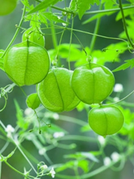 CARDIOSPERMUM Love in a Puff