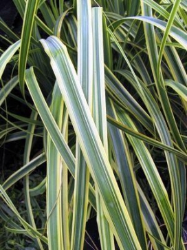 CAREX trifida Rekohu Sunrise