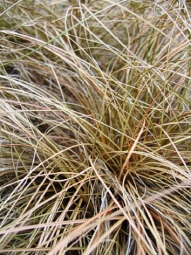 CAREX flagellifera Toffee Twist