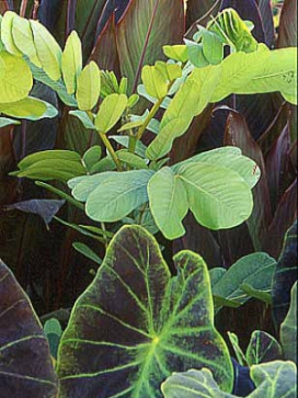 CASSIA alata Candle Bush