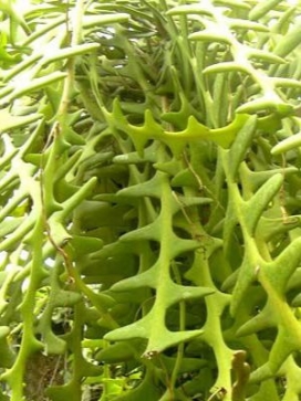 CRYPTOCEREUS anthonyanus Zigzag Cactus, 14" Moss