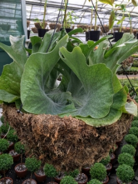 FERN Platycerium Regal Elkhorn Fern