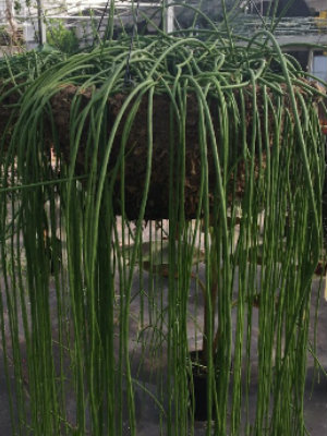 RHIPSALIS floccose ssp. tucumanensis 14 moss