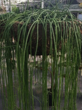 RHIPSALIS floccose ssp. tucumanensis 14 moss