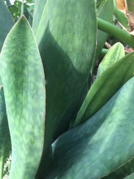 SANSEVIERIA grandis var. zuluensis