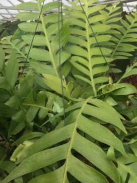 SELENICEREUS chrysocardium Fern Leaf Cactus