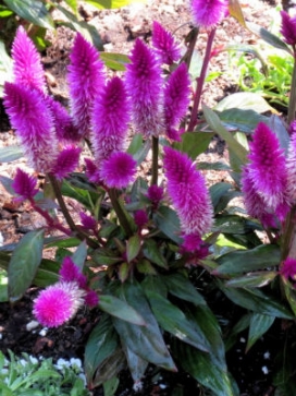 CELOSIA spicata Flamingo Purple