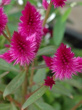 CELOSIA argentea Intenz