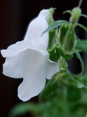 CERATOTHECA Alba