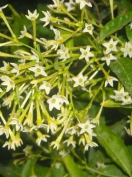 CESTRUM Night Blooming Jasmine