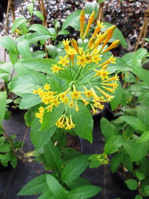CESTRUM Orange Peel