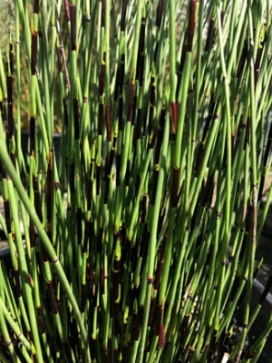 CHONDROPETALUM tectorum Rush