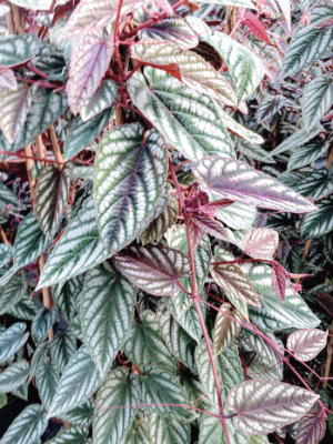 CISSUS discolor Rex Begonia Vine