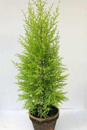 CUPRESSUS Gold. Cypress Cone 6 Clay