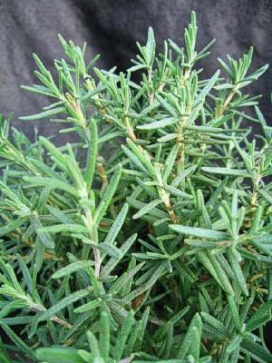 ROSEMARY Standard 7 Clay