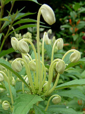 CLERODENDRUM incisum