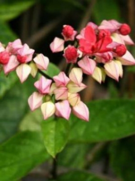 CLERODENDRUM speciosum