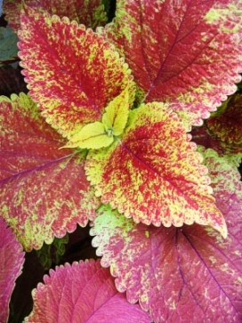 COLEUS Alabama Sunset