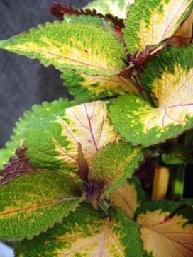 COLEUS Aurora