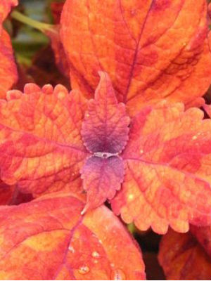 COLEUS Bryce Canyon