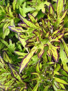 COLEUS Brooklyn Horror