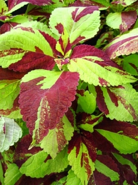 COLEUS Brandy