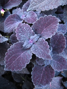 COLEUS Dark Star
