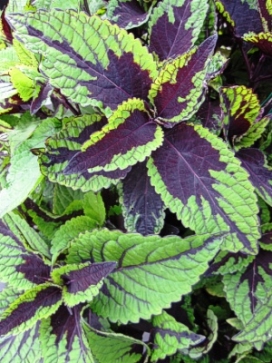 COLEUS Dragon Tongue