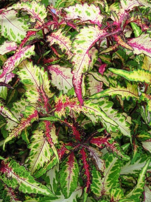 COLEUS Fright Night