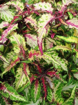 COLEUS Fright Night