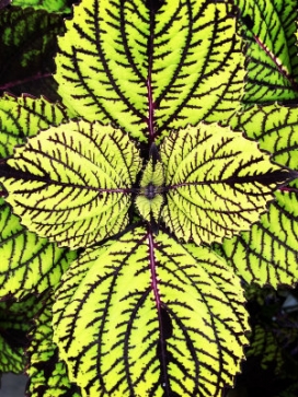 COLEUS Fishnet Stocking