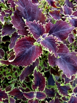 COLEUS Felix, 3' Column