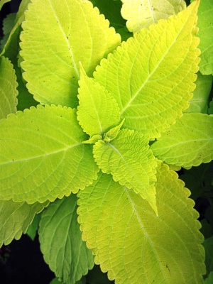 COLEUS Green Card