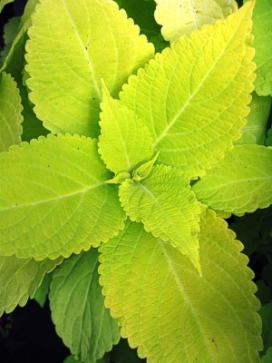 COLEUS Green Card