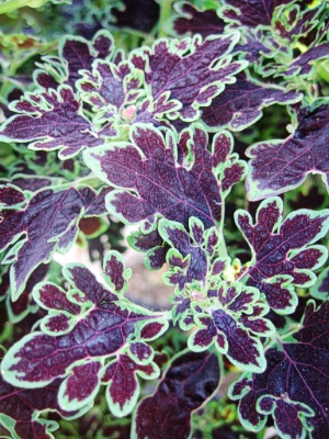 COLEUS Inky Fingers