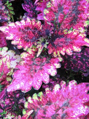 COLEUS Indo 5