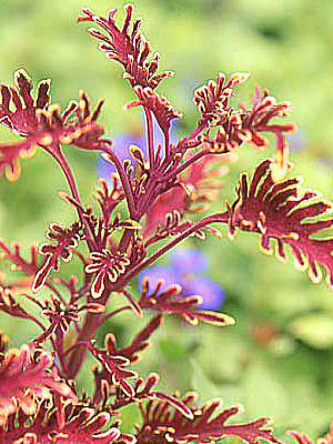 COLEUS Kiwi Fern, standard 2-3'